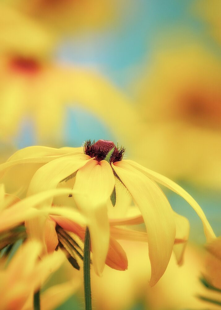 Photograph by Larisa Kulnichenko