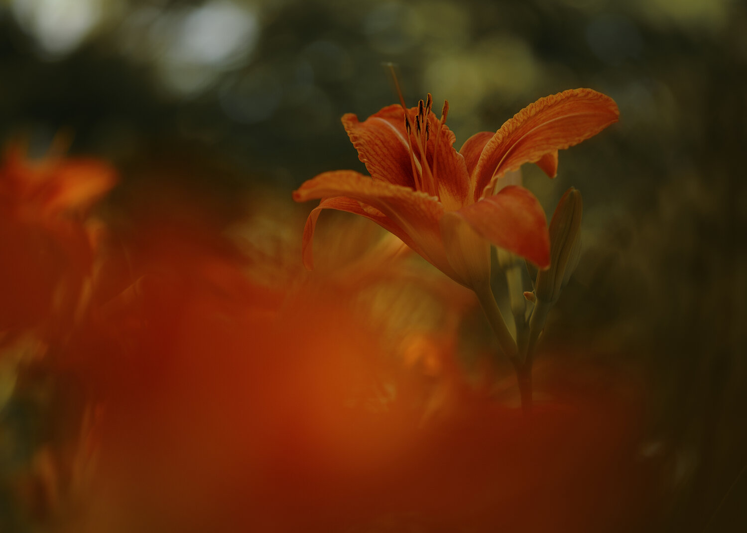Photo #13910585