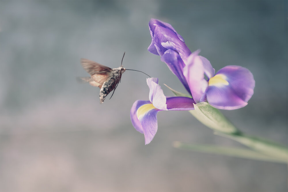 Photograph by Михаил Мак