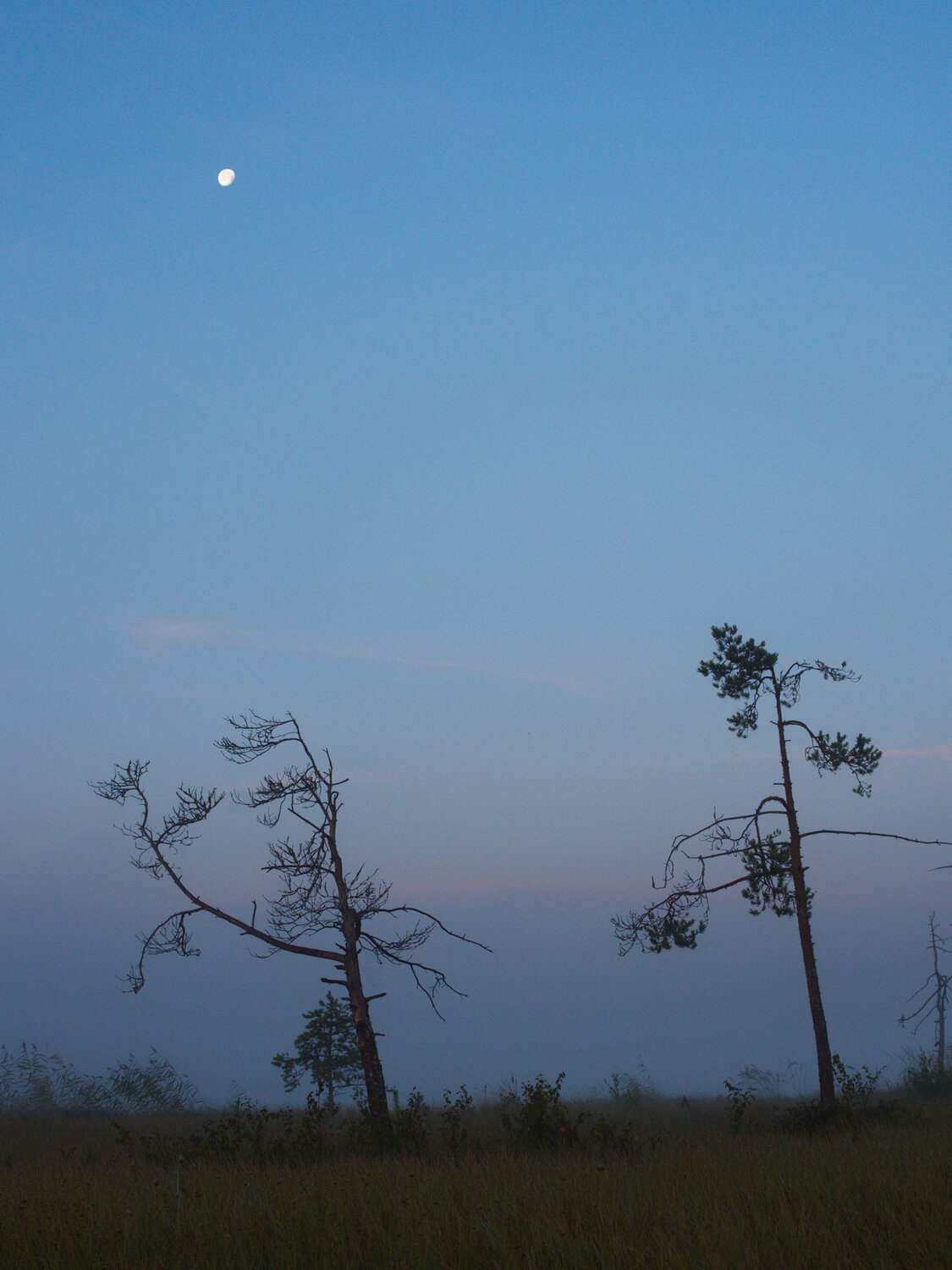 Photo #13910658