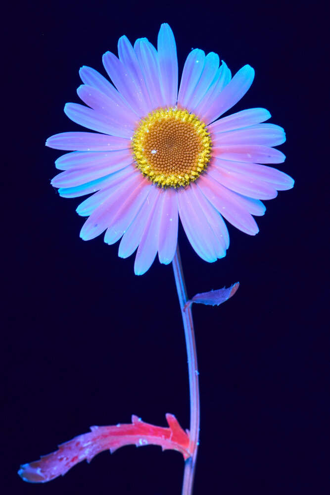 Photograph by Михаил Семенов