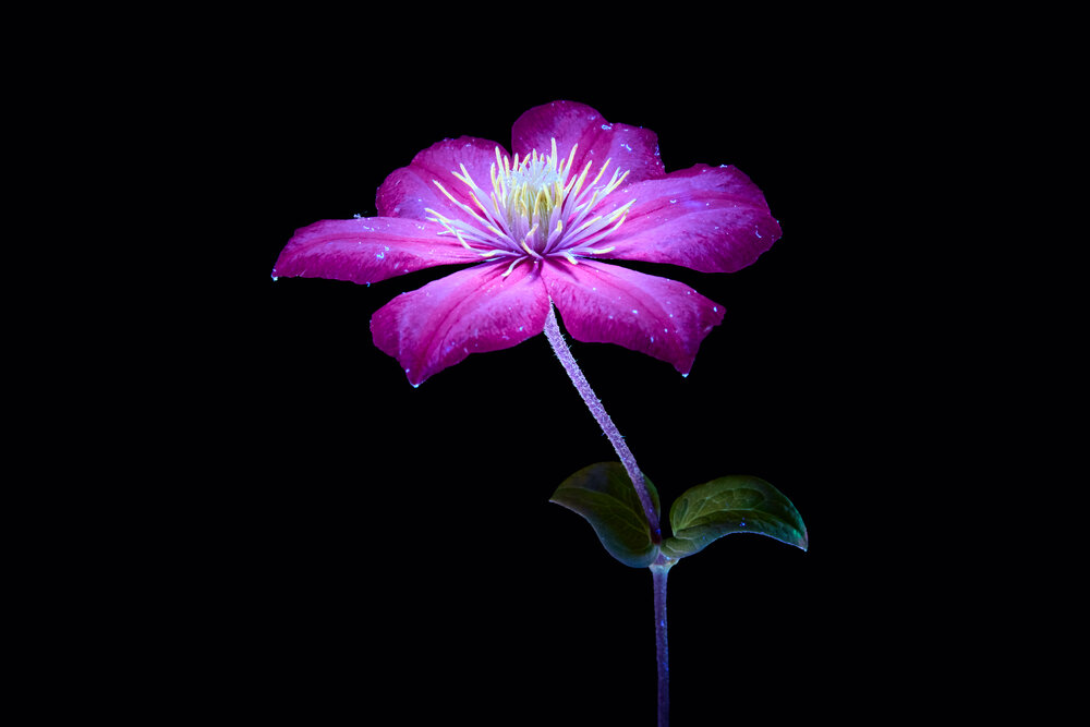 Photograph by Михаил Семенов