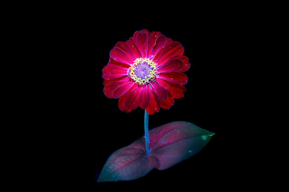 Photograph by Михаил Семенов
