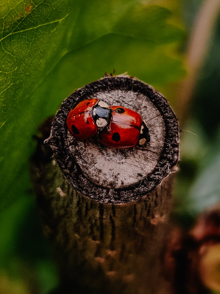 Фотография автора Кристина Альшанская