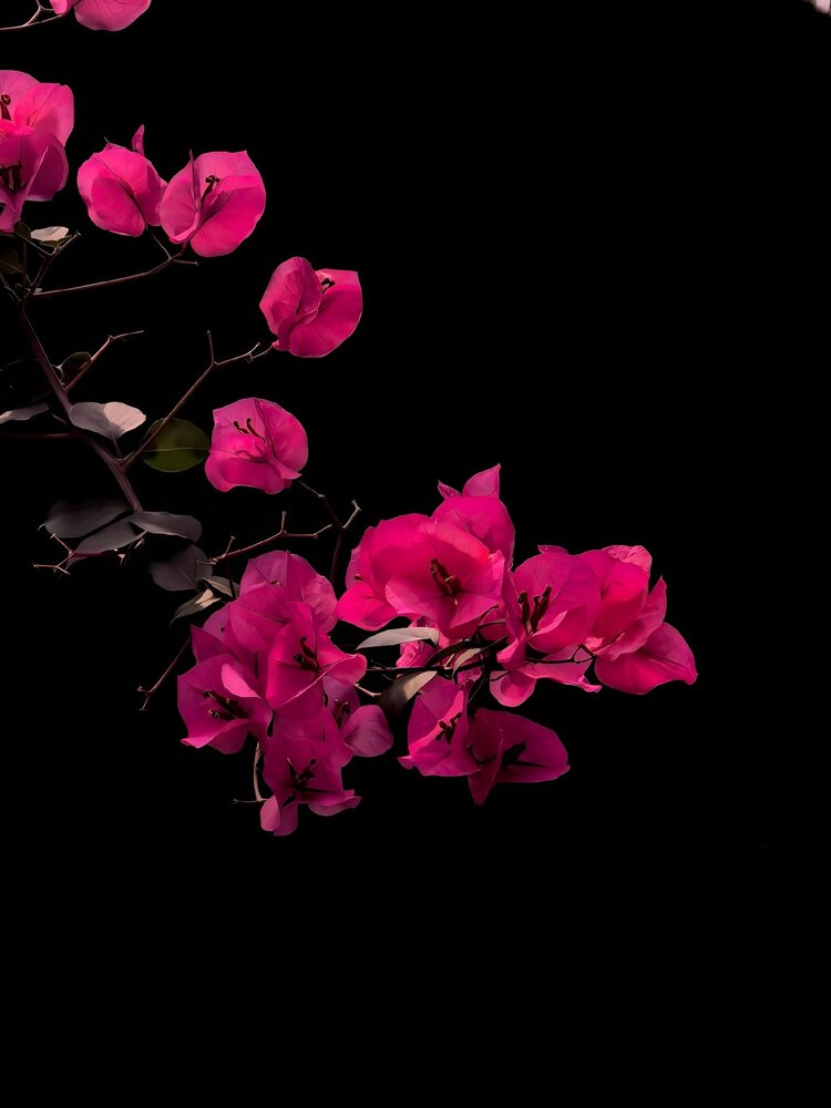 Bloom in the Dark
