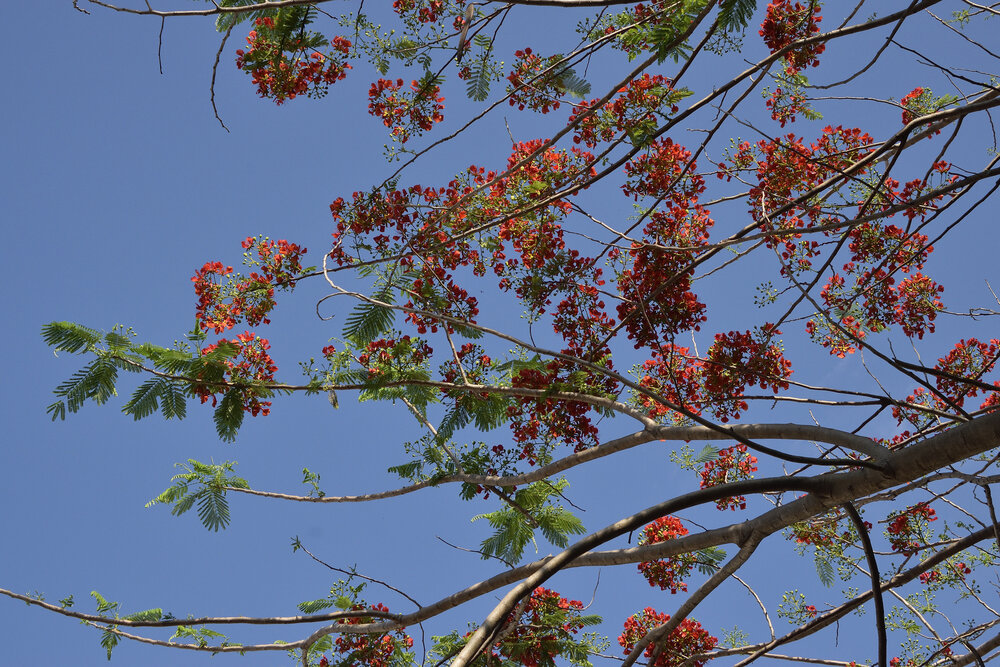 Photograph by Sudhakaran Kookiri
