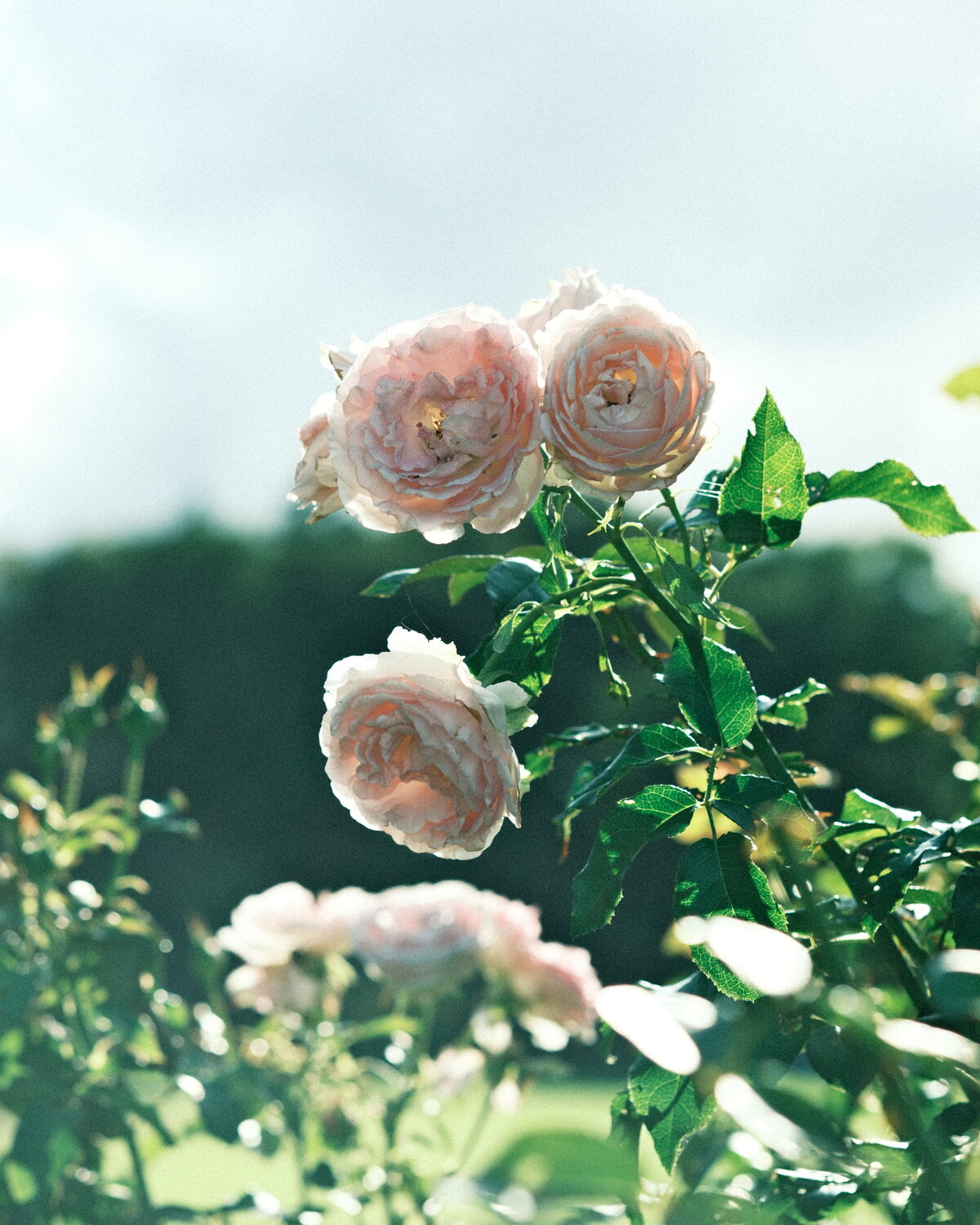 Dog days Roses