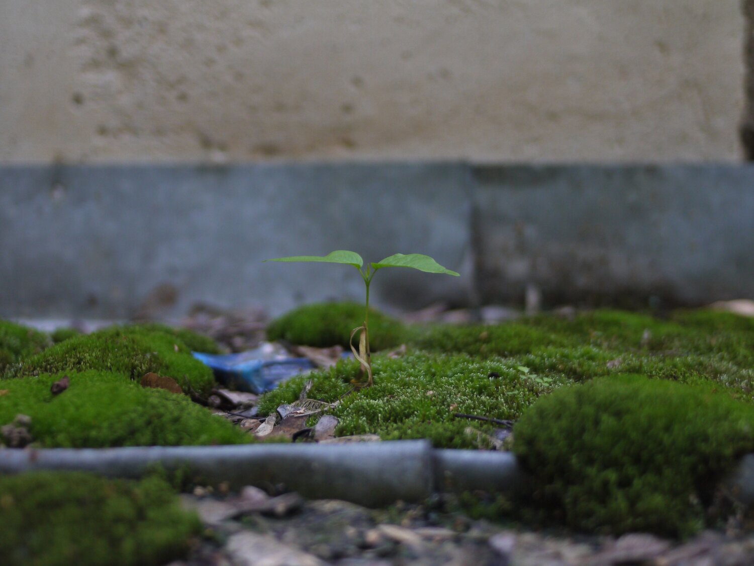 Photo #13910776