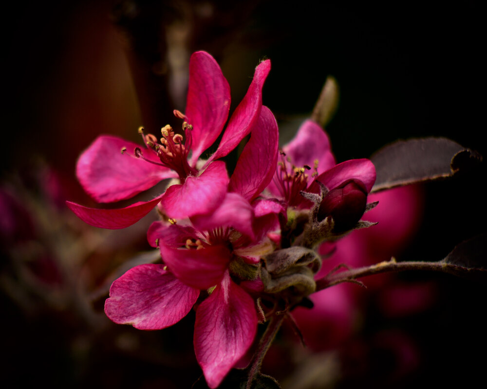 Photograph by Ластович Максим