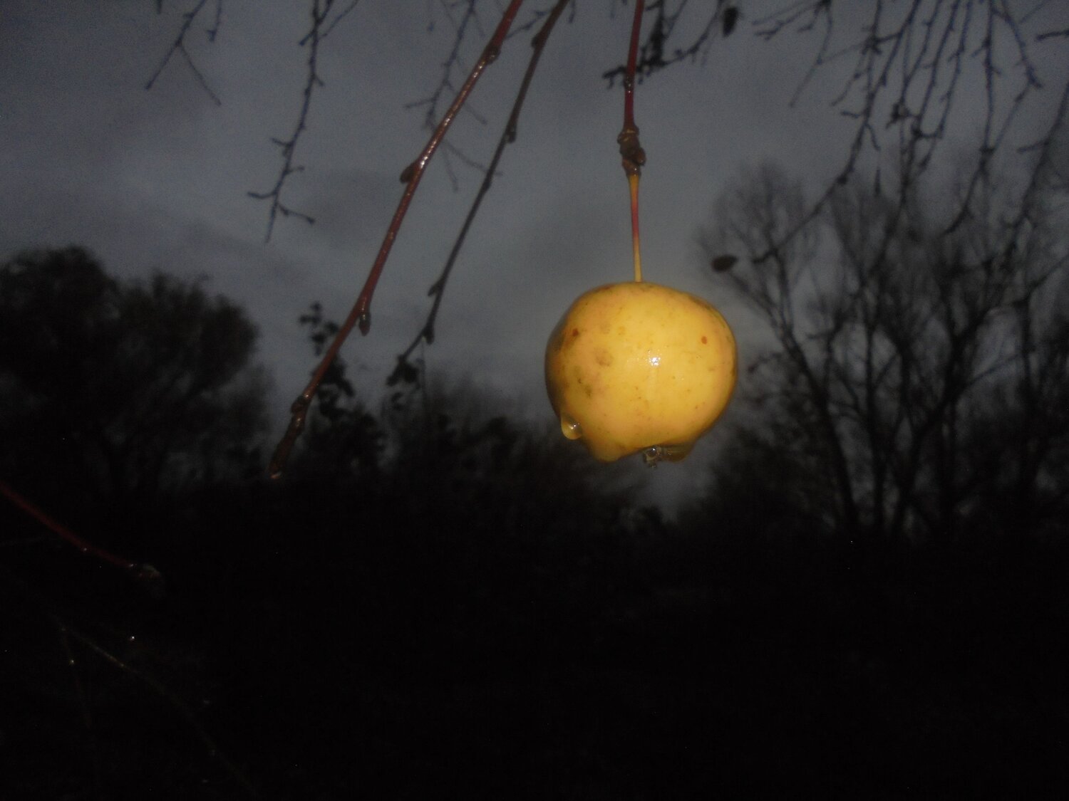 Photo #13910845