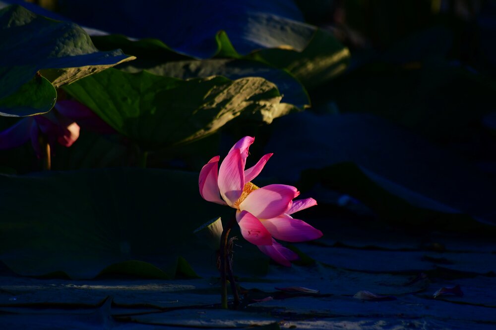 Photograph by Elena Mironova