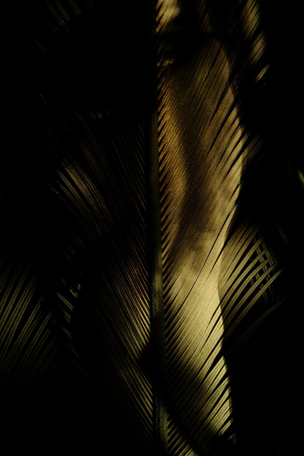 Photo #13910992