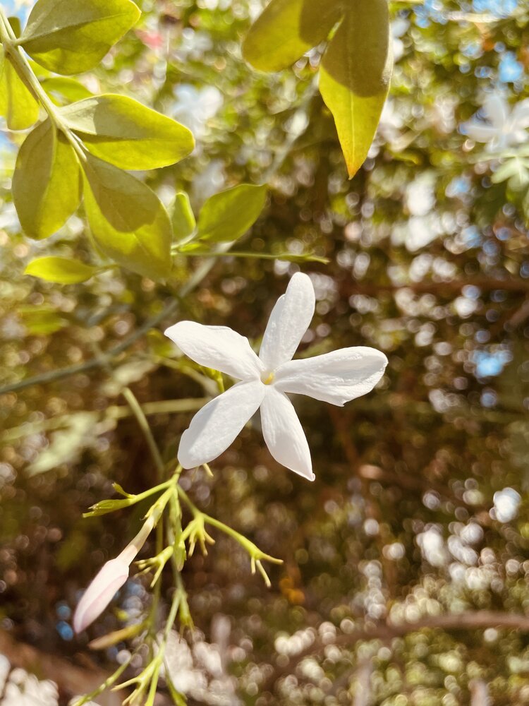 The white flower