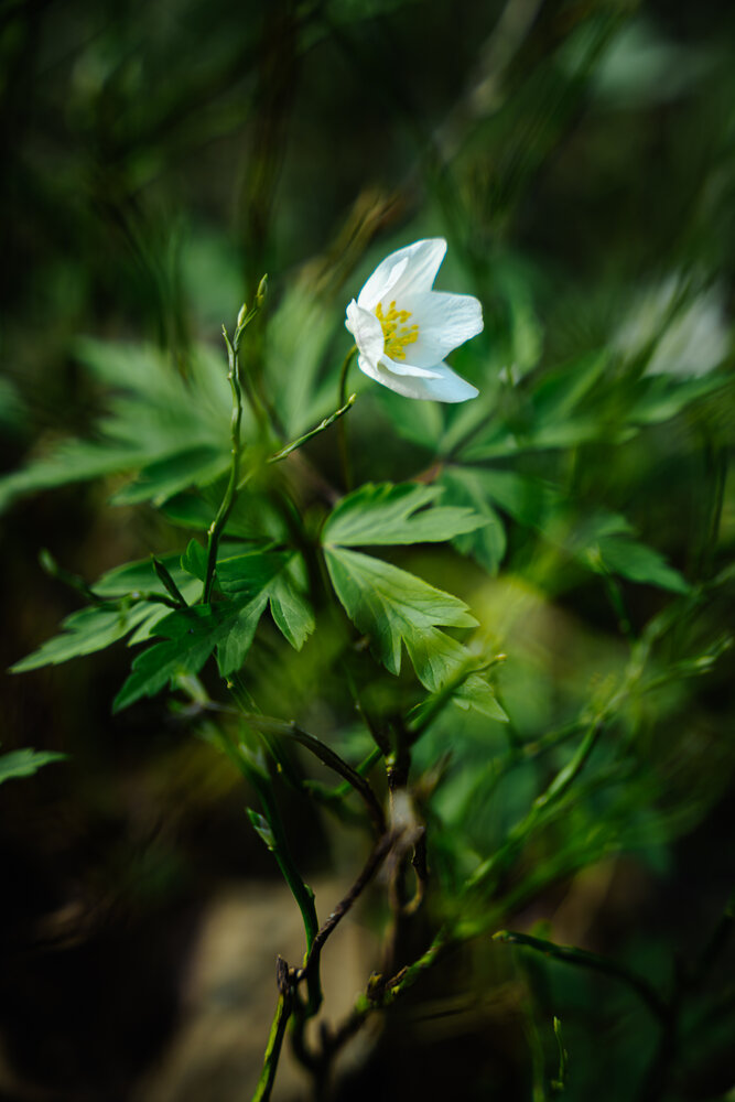 Photograph by Наталия Дмитриева
