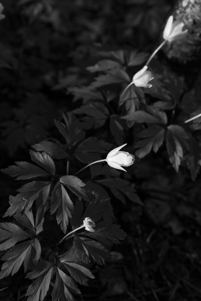 Photograph by Наталия Дмитриева
