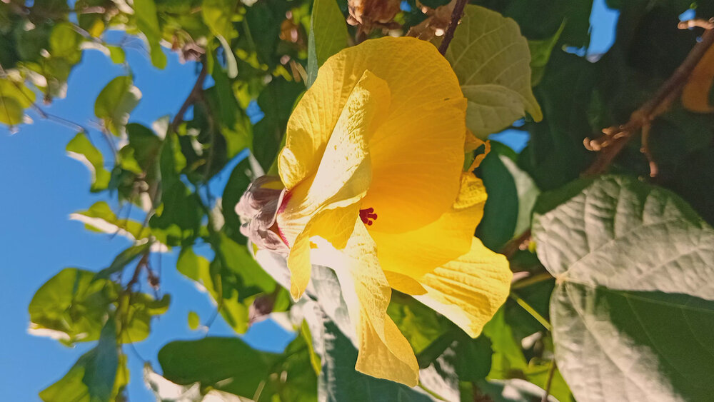 Flor amarela