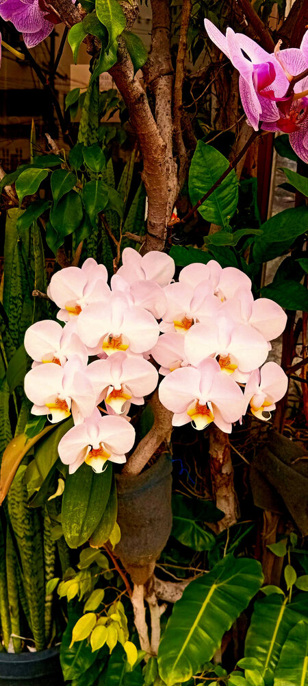 Orquídea