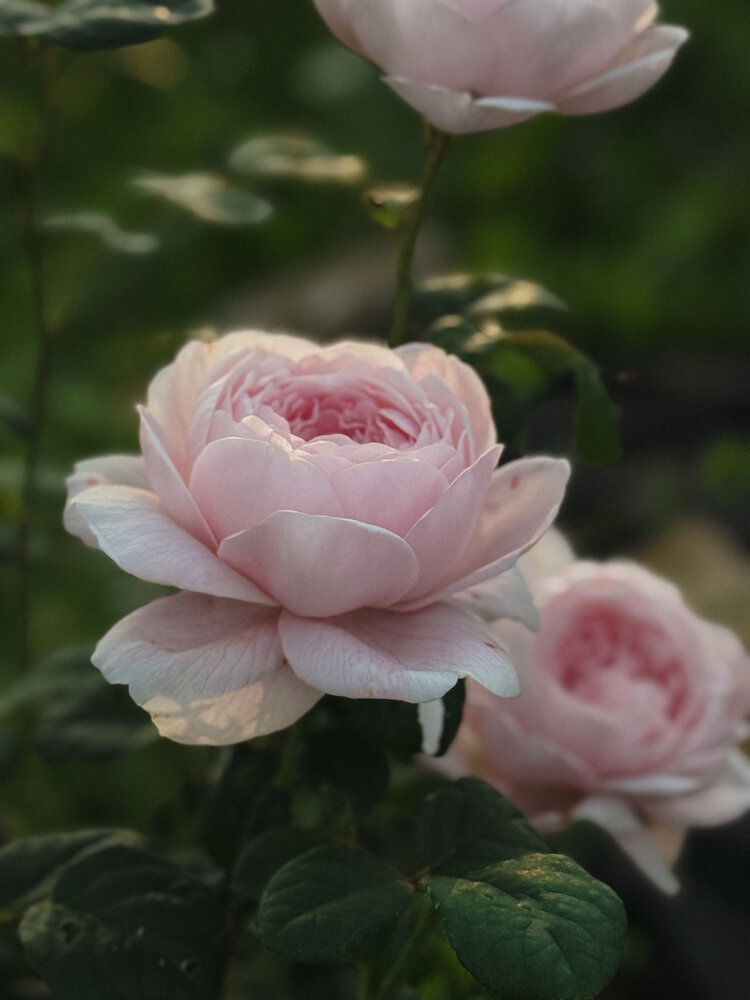 Photograph by Татьяна Ремизова