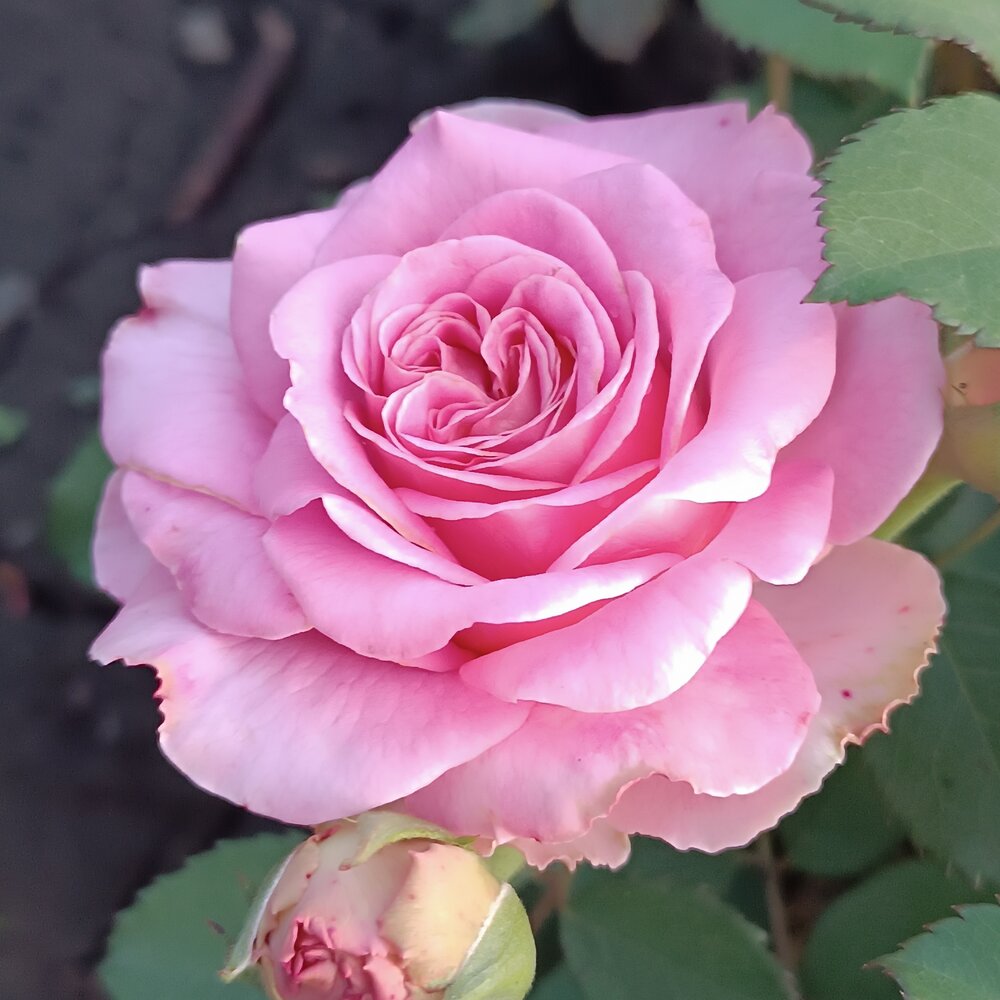 Photograph by Елена Колышева