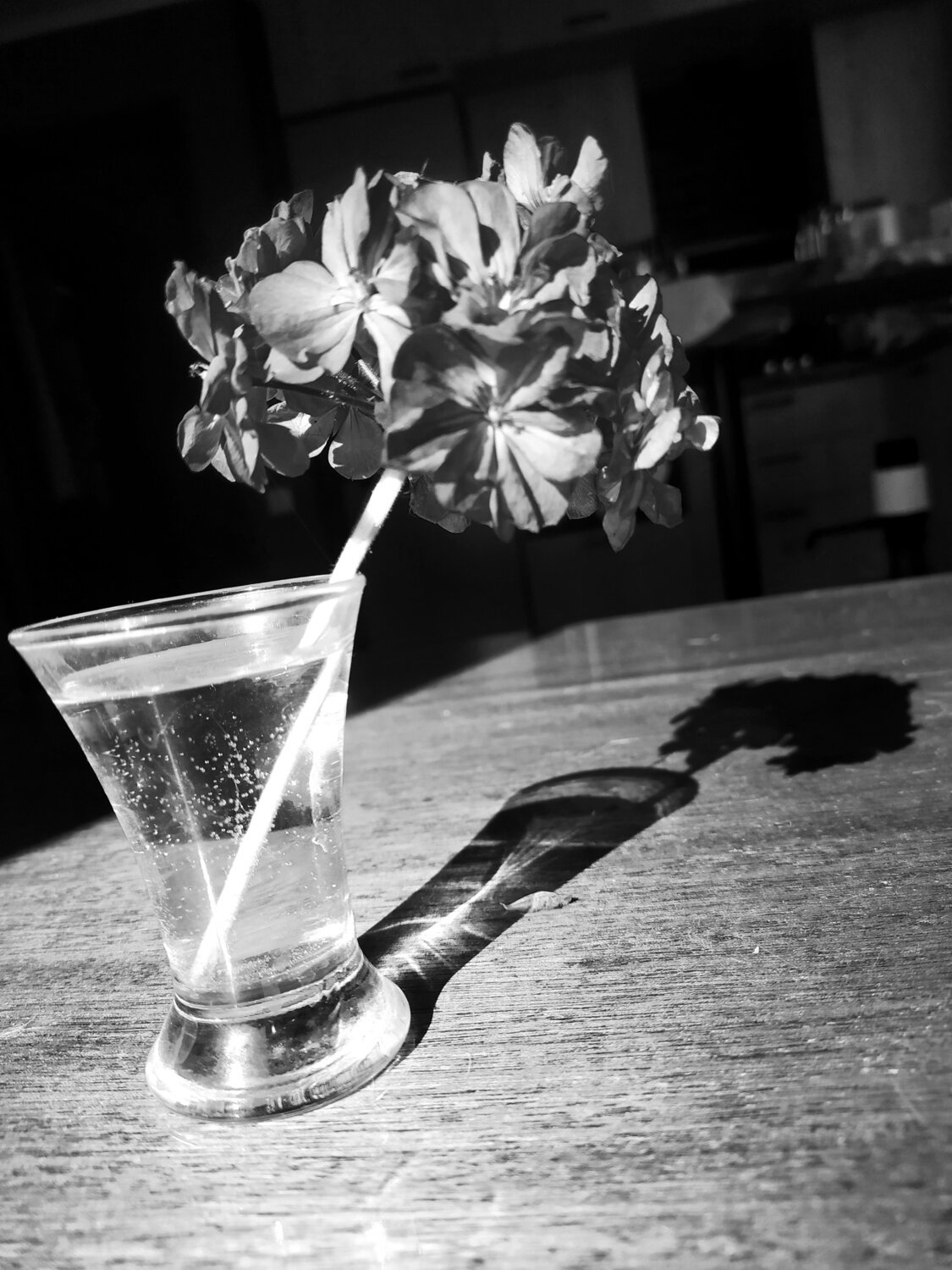 Photo #13911286