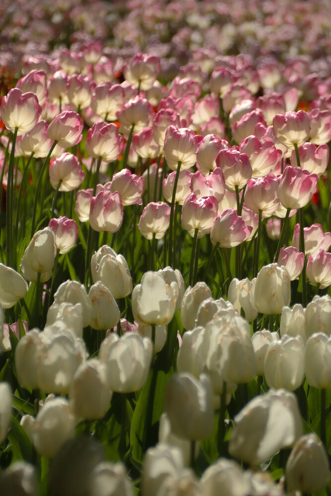 Golden sun ray among tulips
