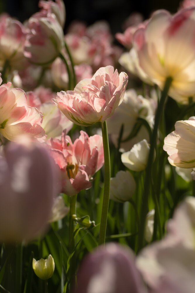 Golden sun ray among tulips