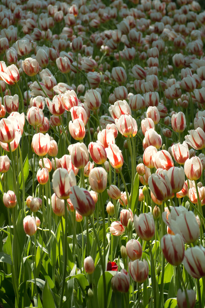 Golden sun ray among tulips