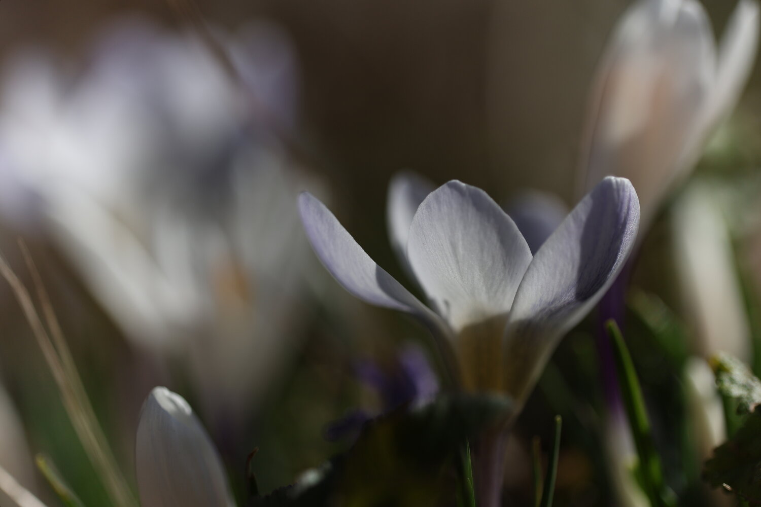 Photo #13911424