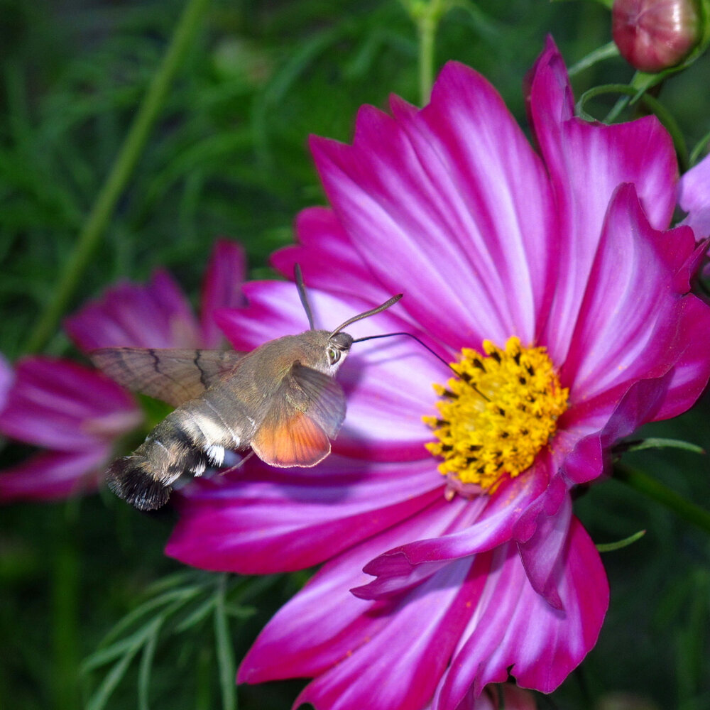 Photograph by Ульяна Кузьмина