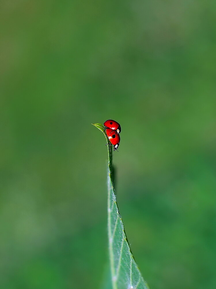 Photograph by Игорь Чеботарёв