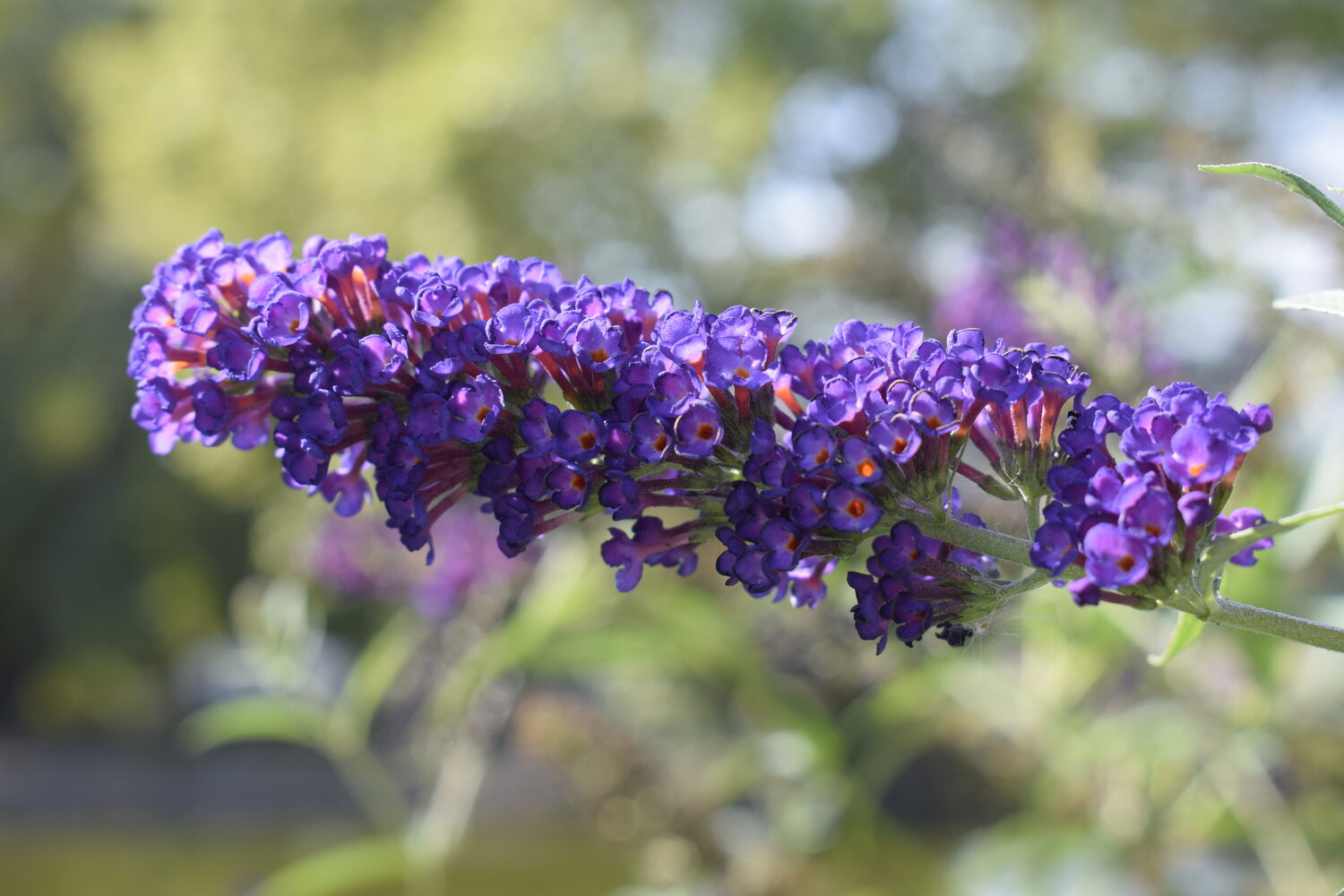 Photo #13911452