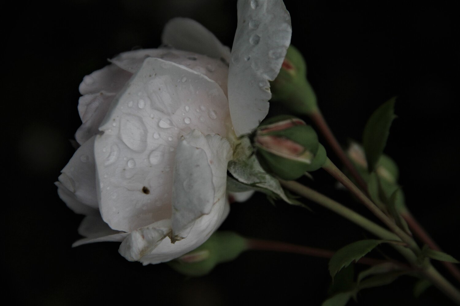Photo #13911602