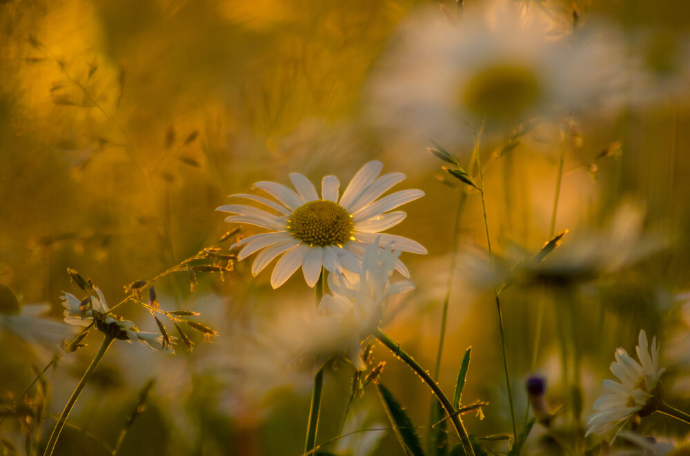 Photograph by Ольга Заповедная
