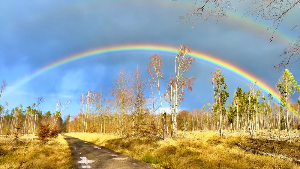 Double Arc Over the Golden Forest