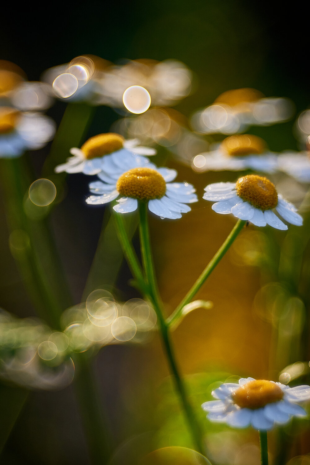 Photo #13911732