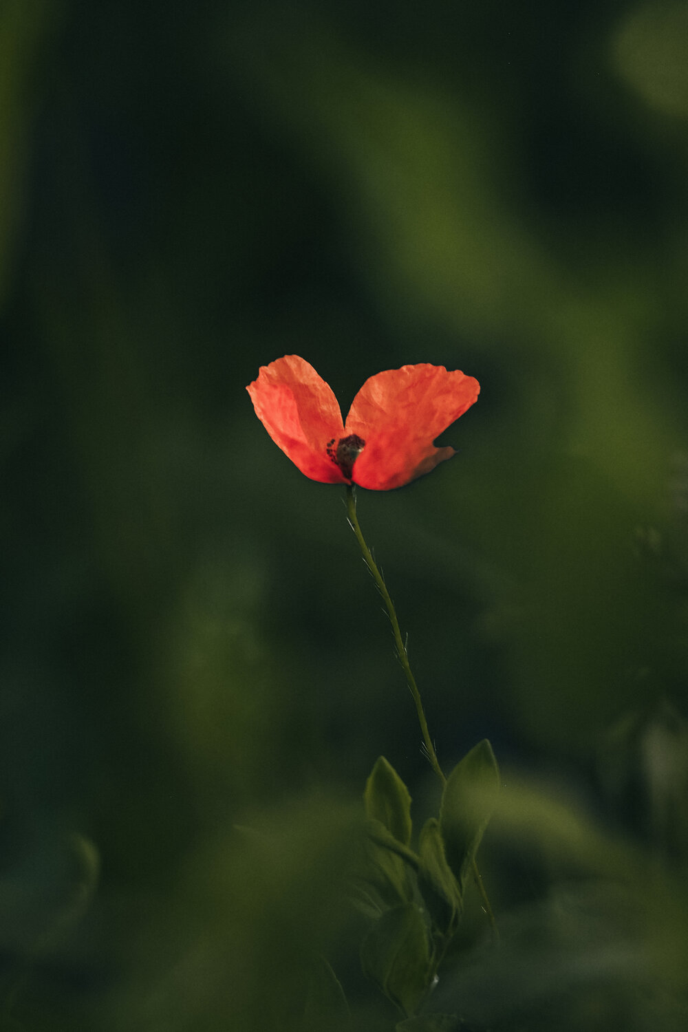 Фотография #13911735