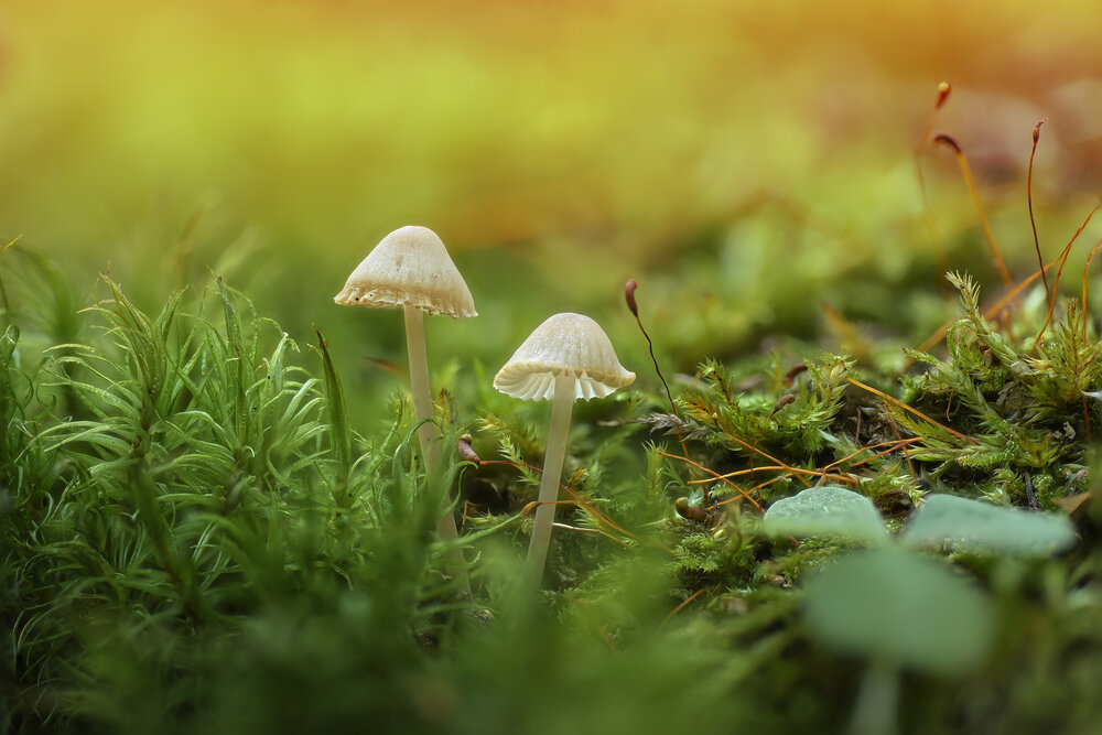 Photograph by Vadik