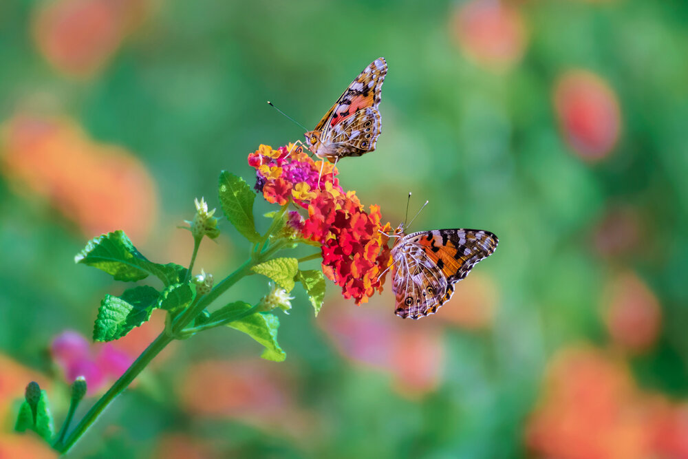 Photograph by Марина Ческис