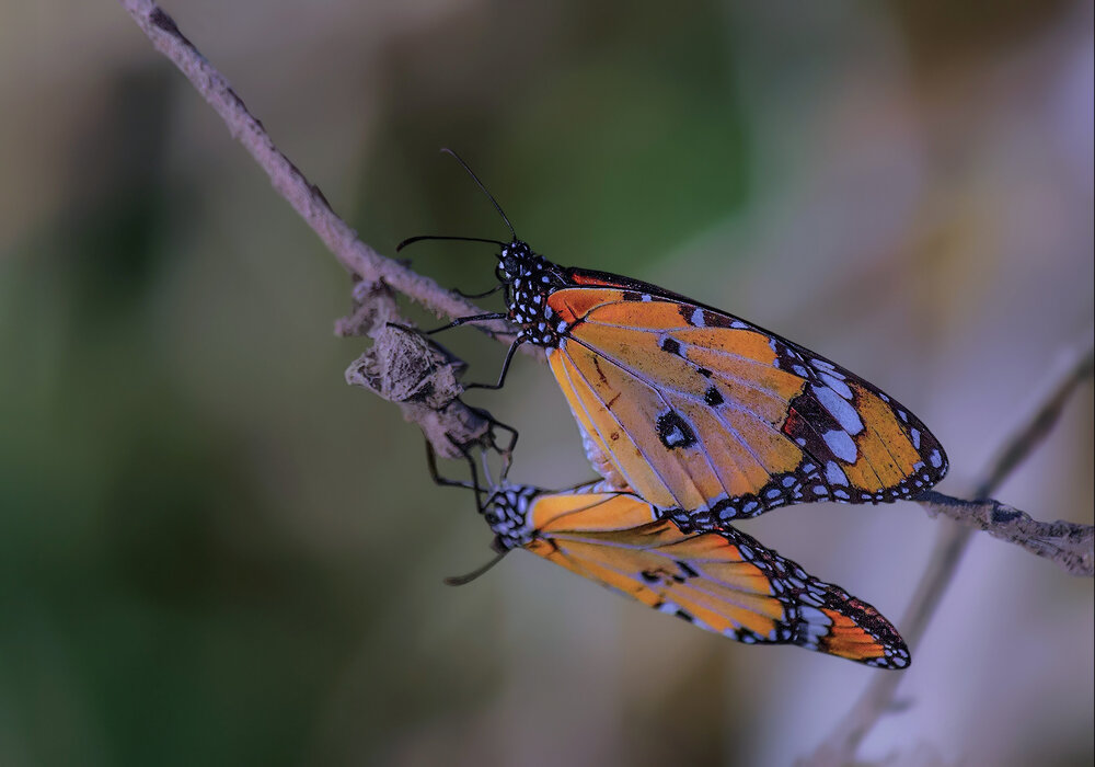 Photograph by Марина Ческис