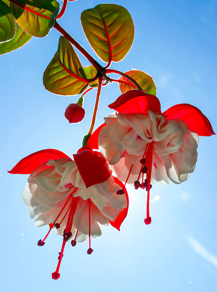 Photograph by Лариса Рулёва