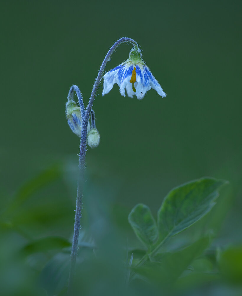 Photograph by Valdir Hobus