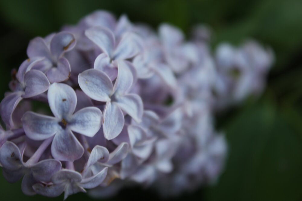 Photograph by Александра Михеева