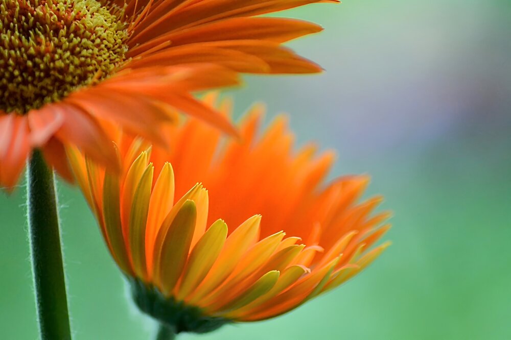 Photograph by София Бояринцева