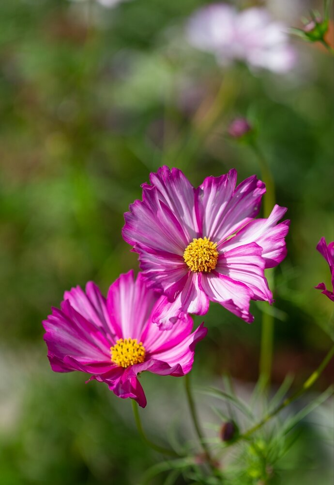 Photograph by Екатерина Одинцова