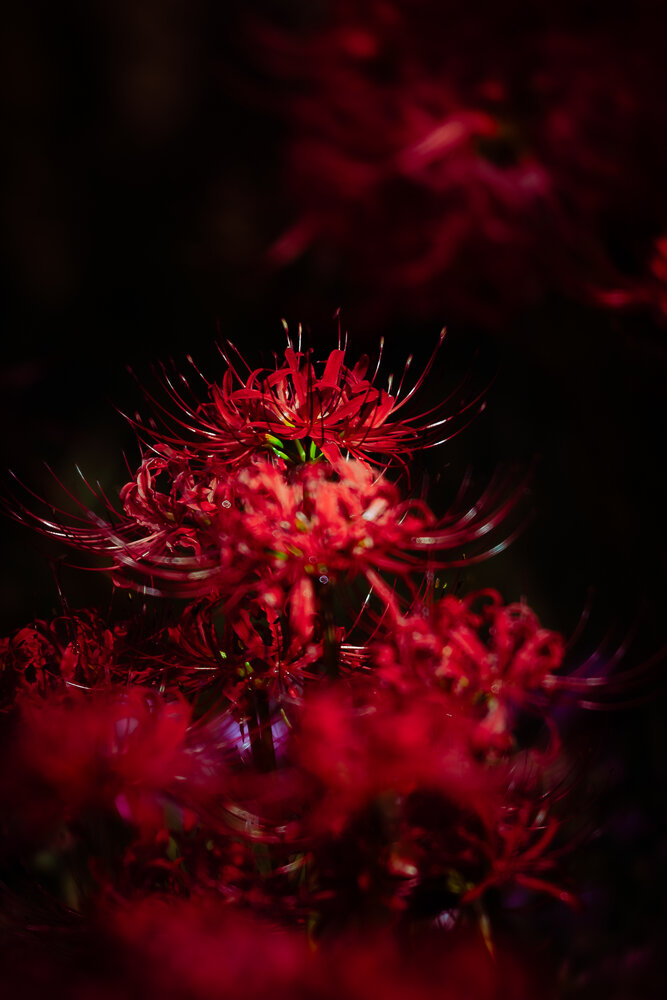 Photograph by photo_booooy