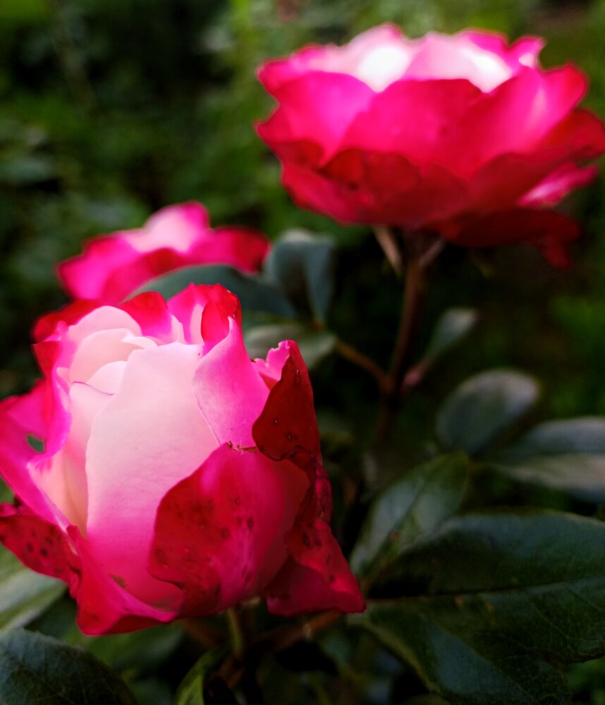 Photograph by Галина Егорова