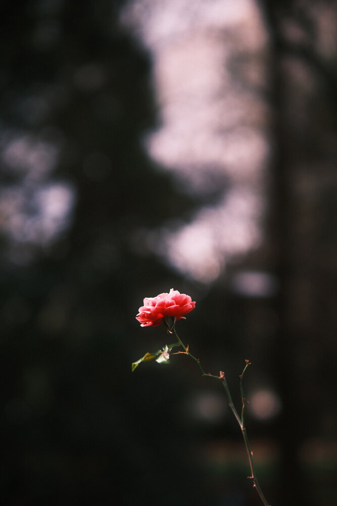 A lone rose in the winter