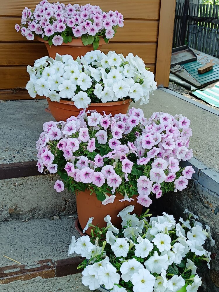 Photograph by Елена Колышева