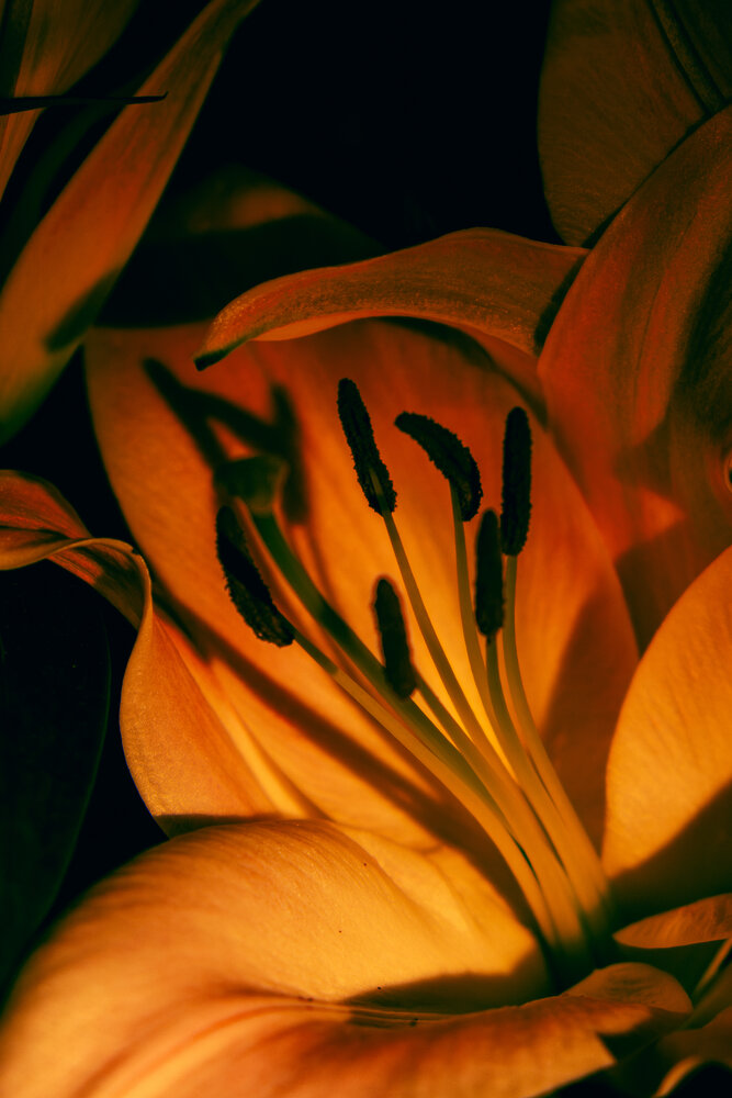 Photograph by Tatiana Erofeeva