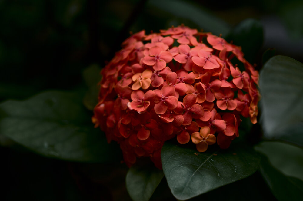 Photograph by Nobu-Oh